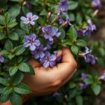 Romero para el Cabello